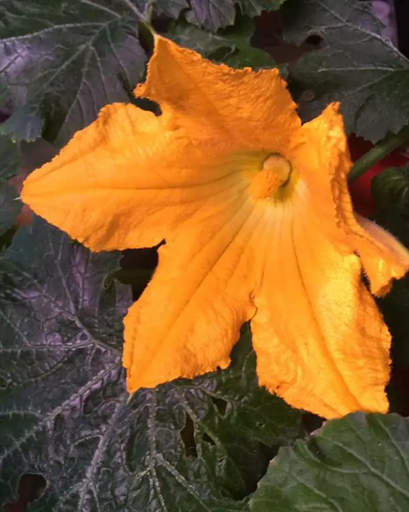 growing-zucchini-in-aerogarden-farm12xl-day-35