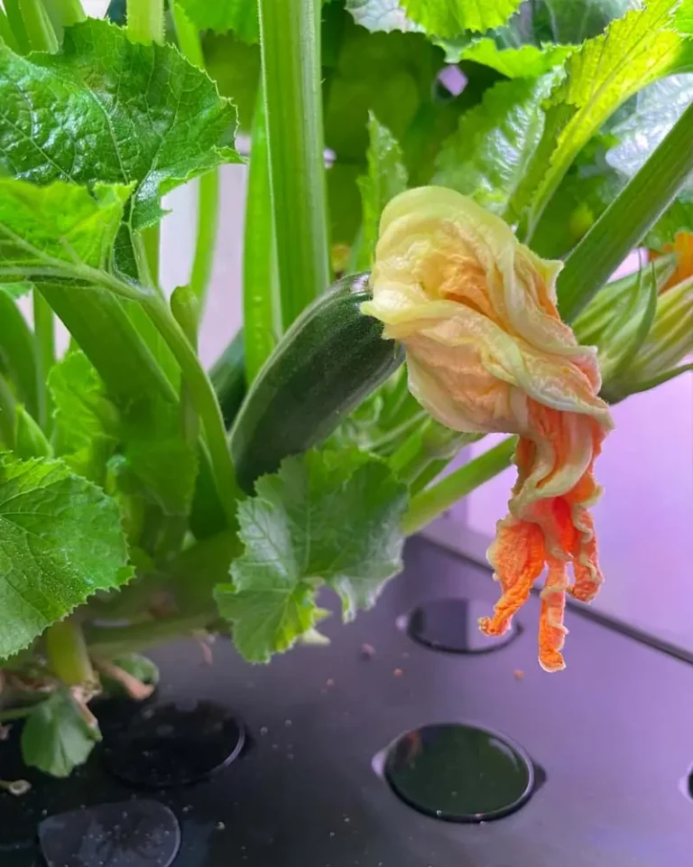 My Experience Growing Zucchini in the AeroGarden Farm 12 XL