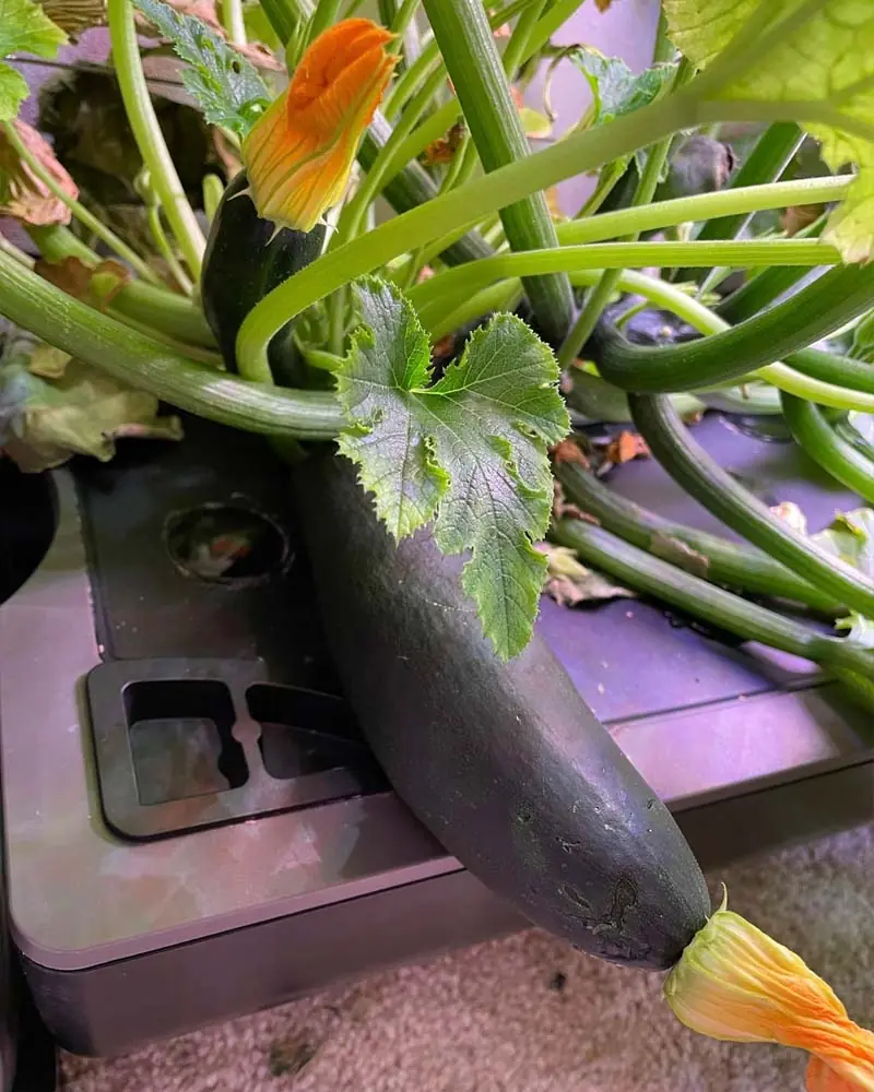 growing-zucchini-in-aerogarden-farm12xl-day-56