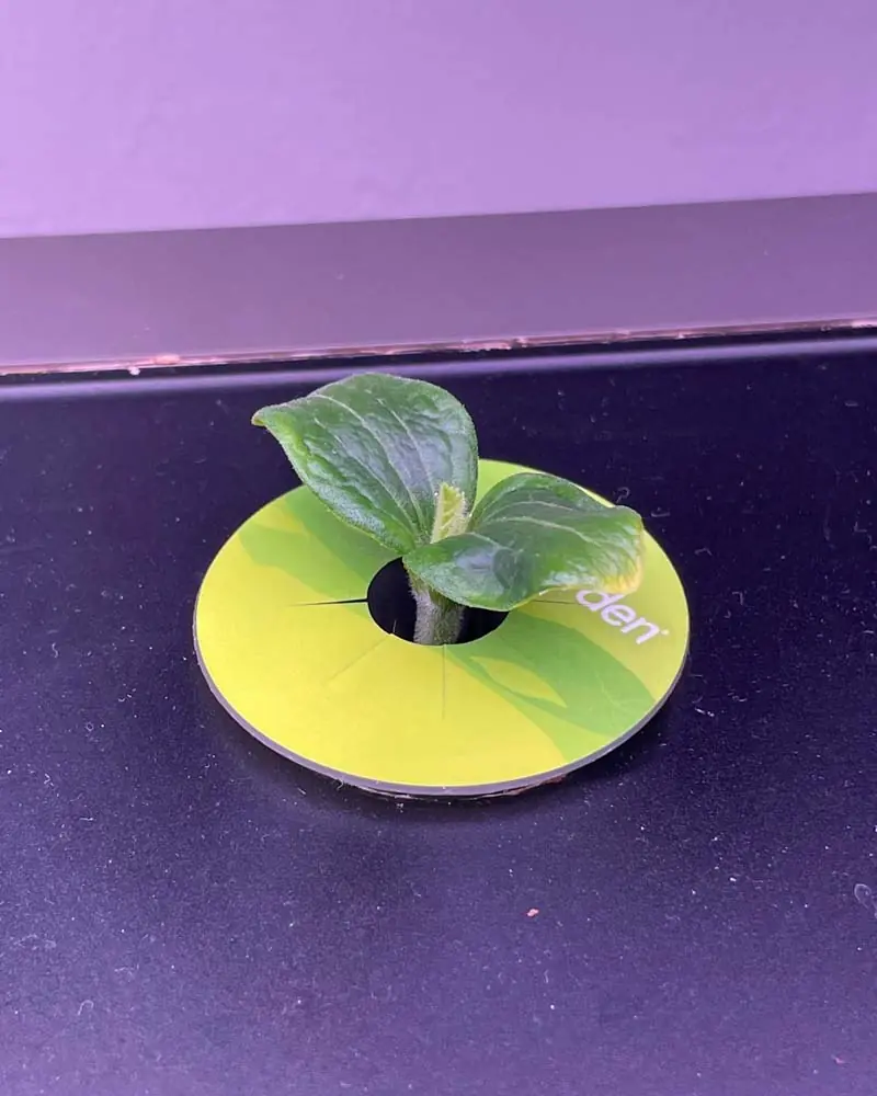 growing-zucchini-in-aerogarden-farm12xl-day-9