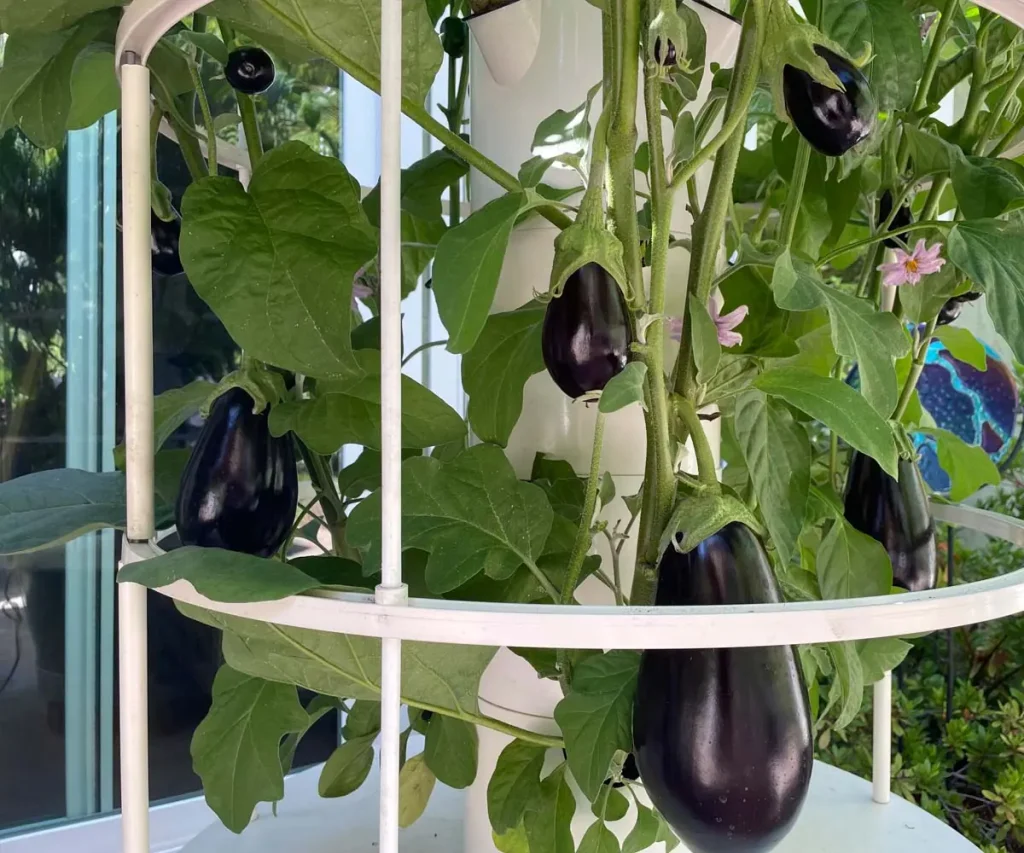 A vertical Tower Garden system heavy with multiple large, glossy, dark purple Nigral eggplants hanging from lush green plants supported by a white circular grow cage on Day 84.