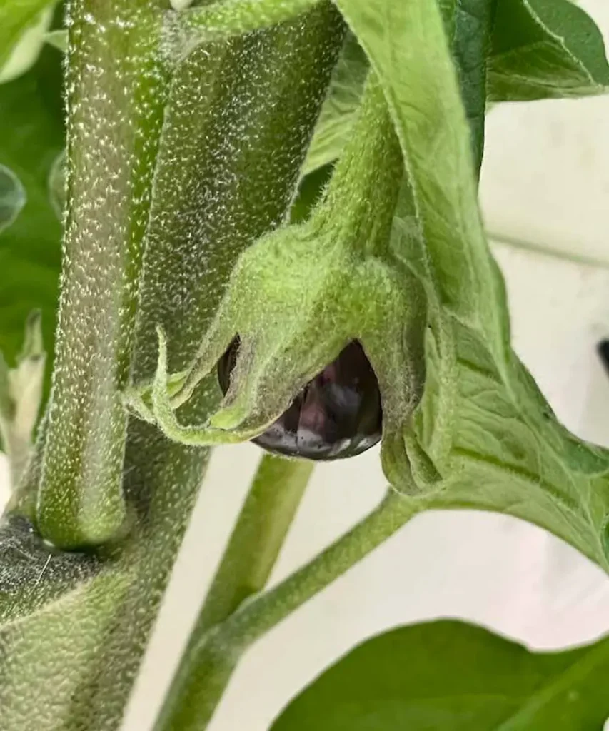 Close-up of a tiny, glossy, dark purple Nigral eggplant emerging from its green calyx on a thick plant stem on Day 59.