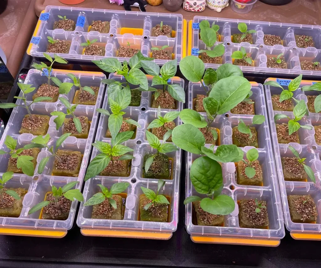 Several plastic seedling starter trays filled with rockwool plugs holding sprouted green vegetable seedlings, showcasing healthy Nigral eggplant seedlings with large broad leaves on Day 15.