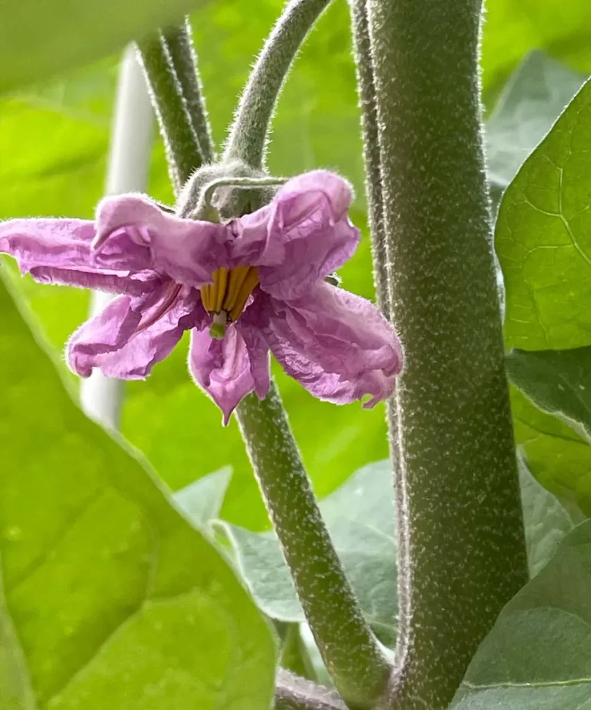 Close-up of a vibrant light purple eggplant flower with a bright yellow center blooming on a thick, fuzzy green stem of a Nigral eggplant plant on Day 47.