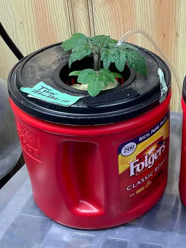 tiny tim tomato in dwc day 20