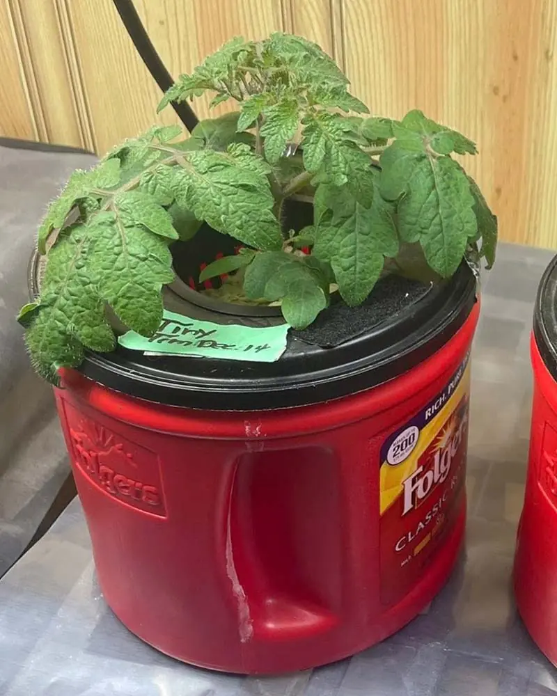 tiny tim tomato in dwc day 27