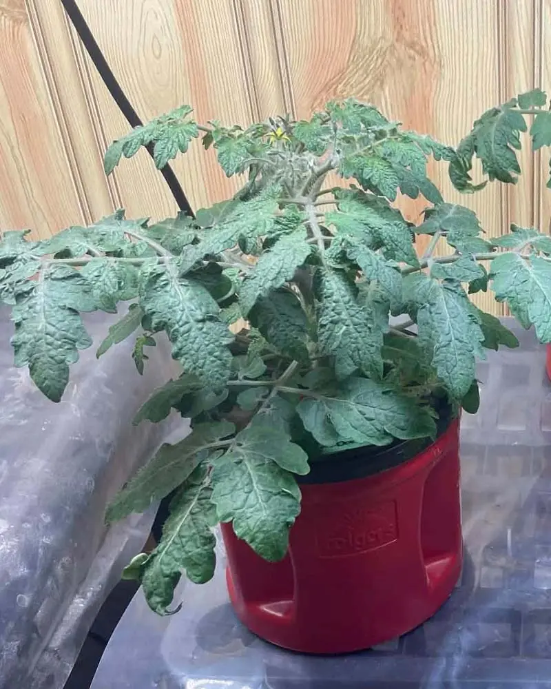 tiny tim tomato in dwc day 39