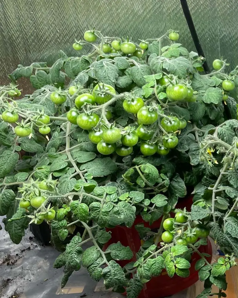 tiny tim tomato in dwc day 67