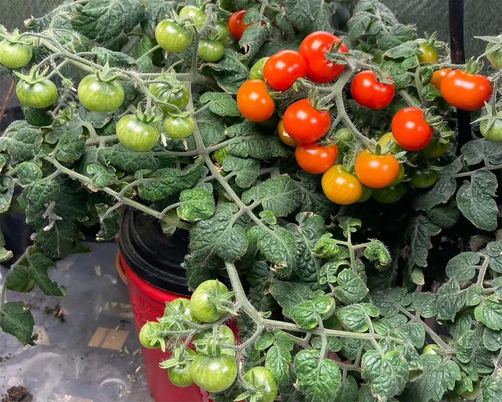 tiny tim tomato in dwc day 83