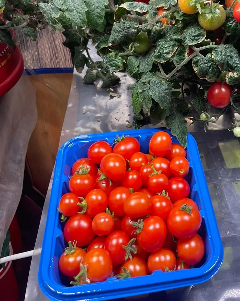 tiny tim tomato in dwc harvest day