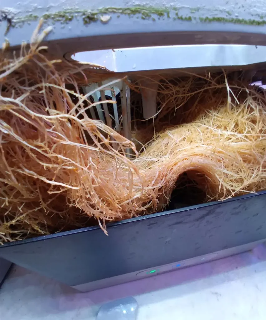 Overgrown plant roots completely filling the water bowl of an AeroGarden Harvest countertop garden