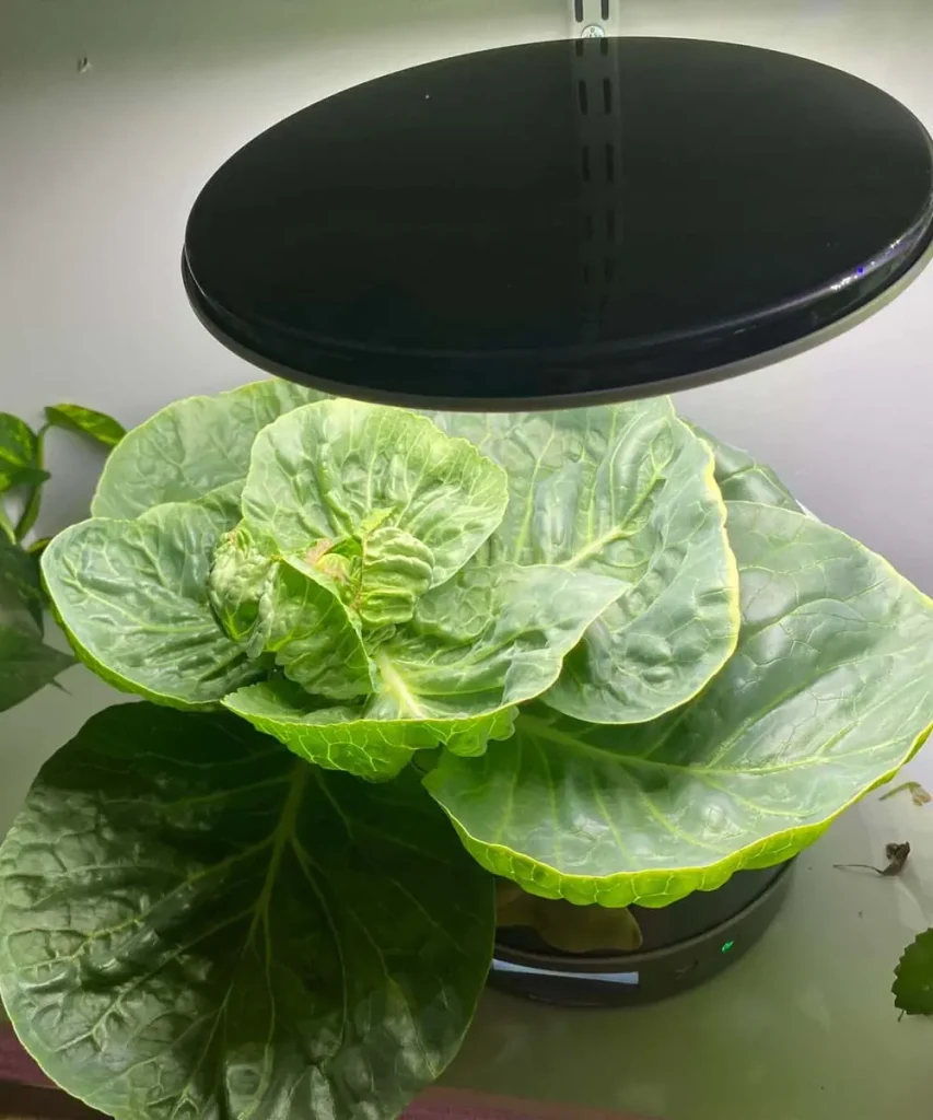 Cabbage growing in an AeroGarden Harvest Elite 360 hydroponic system, forming a compact head beneath a circular LED grow light.