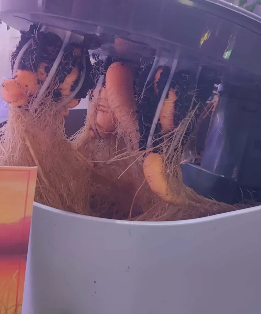 Carrots growing in an AeroGarden hydroponic system, with mature orange roots hanging below the grow deck among dense root networks.