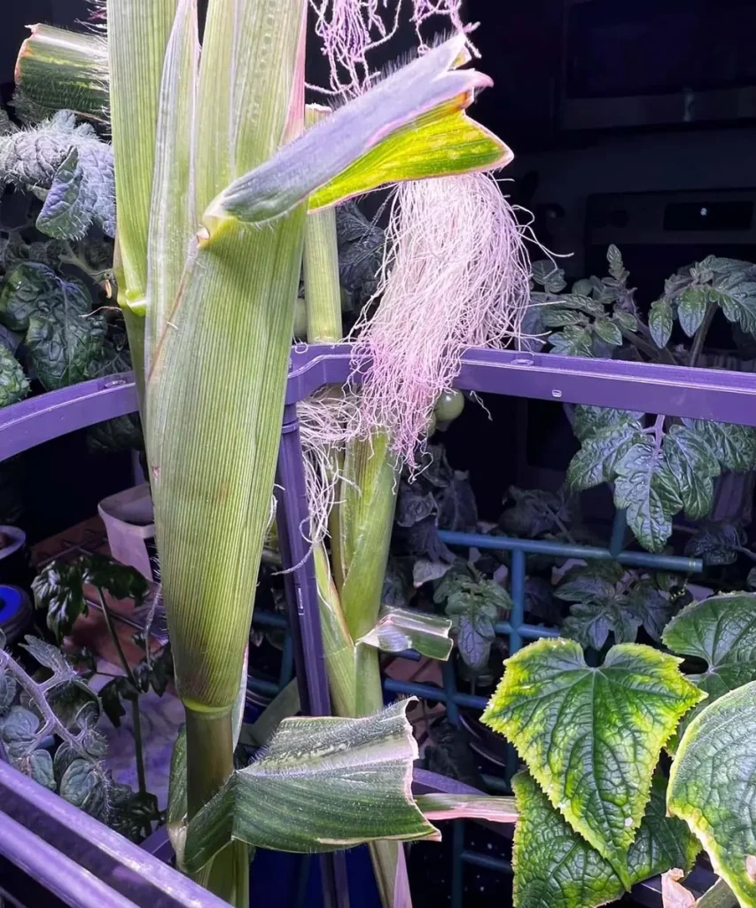 Corn growing in an AeroGarden Bounty hydroponic system, with developing ears and exposed corn silk under indoor grow lights.
