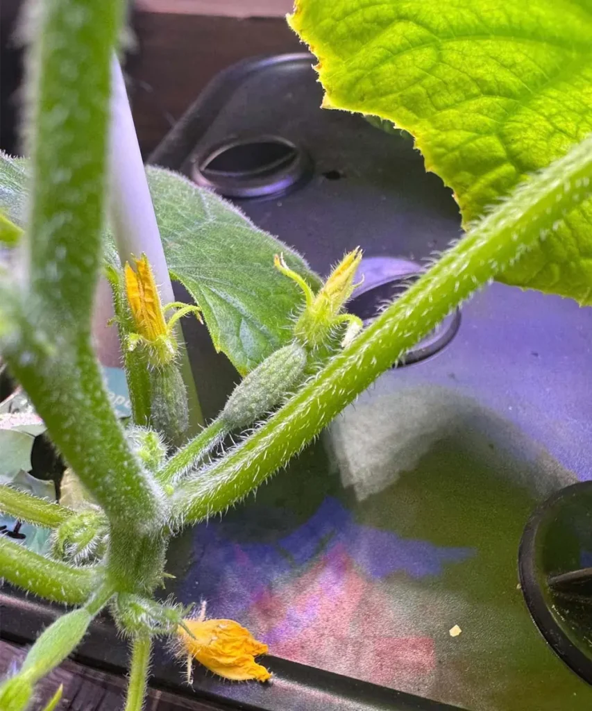 A close-up shot of small, prickly immature cucumbers growing on a fuzzy green vine with yellow flowers in an indoor hydroponic system.