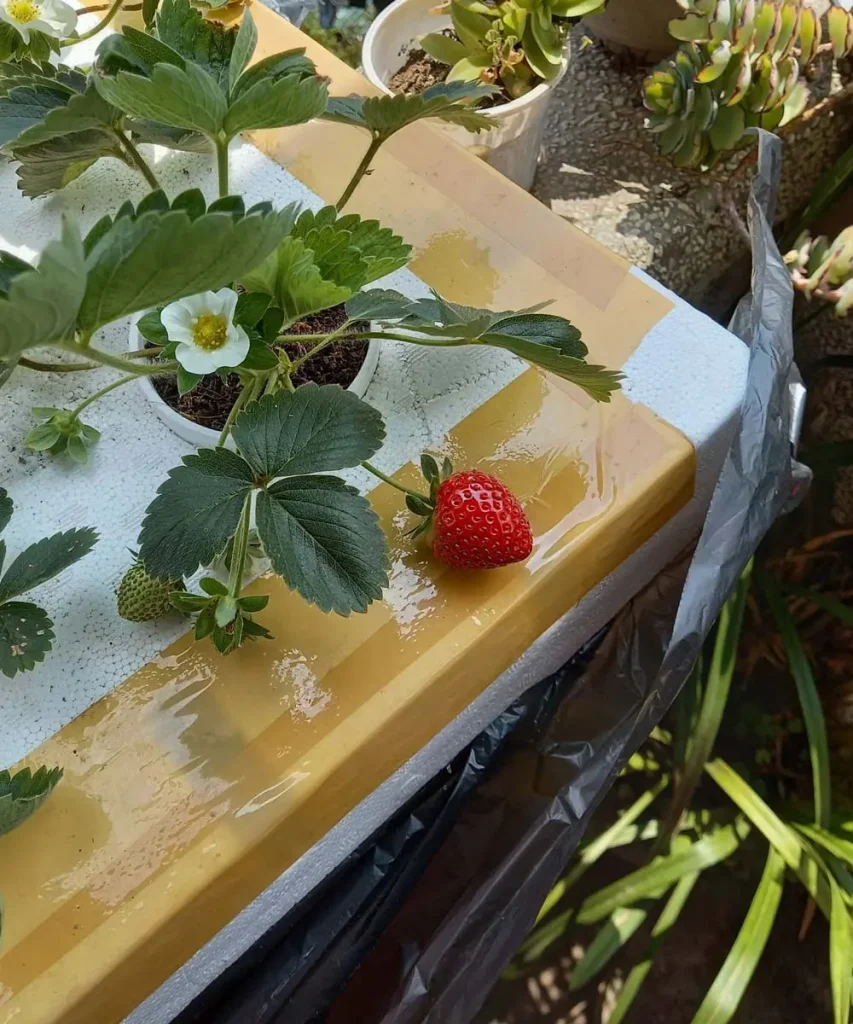 Hydroponic strawberry plant producing flowers, green berries, and one ripe red strawberry in a homemade foam-board growing system.