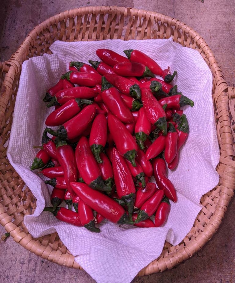 How I Maximize Jalapeño Yields in My AeroGarden Farm 24 XL