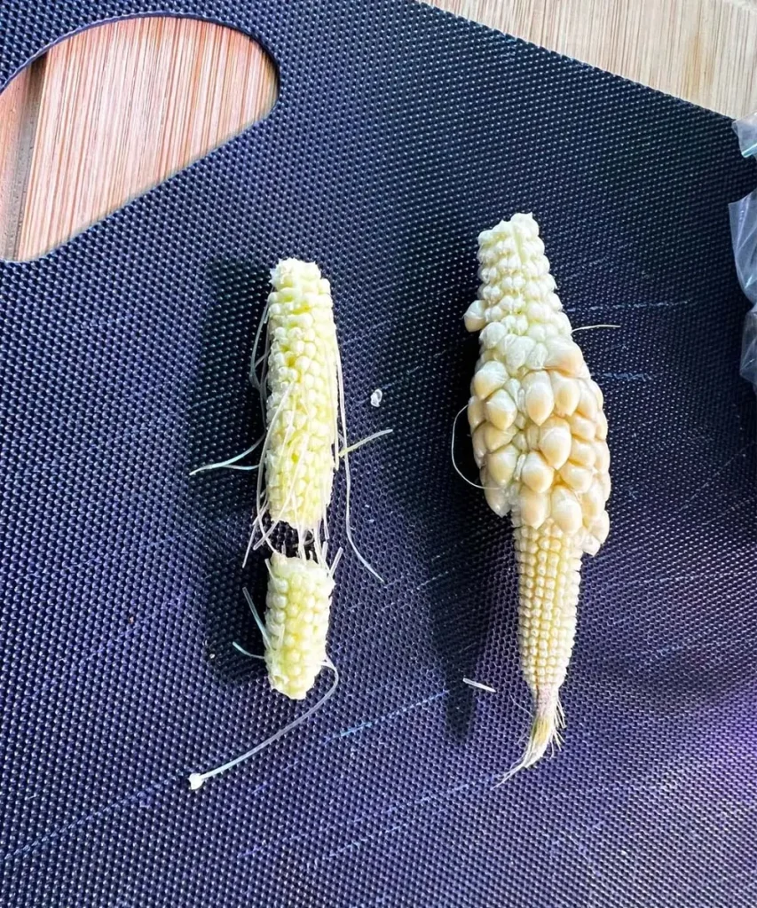 Small hydroponically grown corn ears placed on a cutting board, showing incomplete kernel development caused by poor pollination.