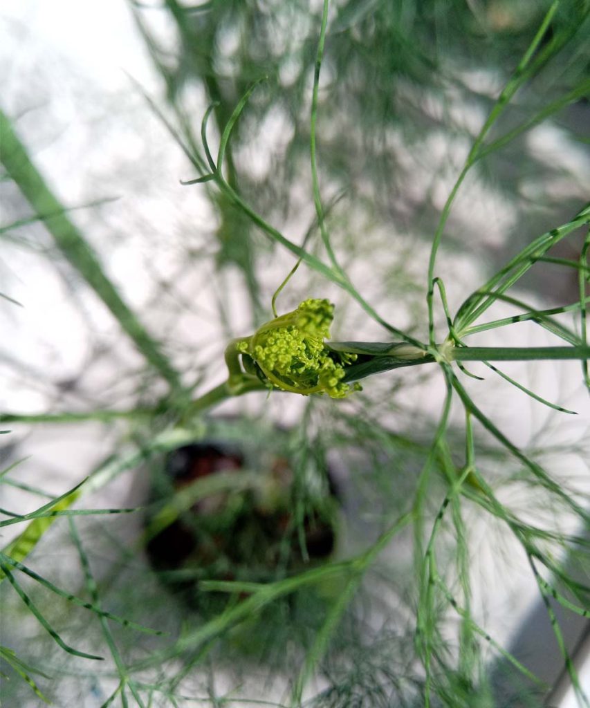 Dill plant forming a flower bud in a hydroponic growing system, surrounded by delicate feathery green foliage.