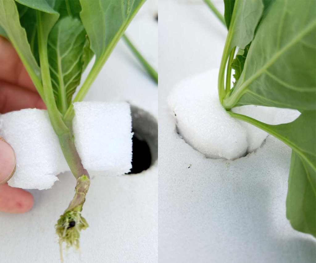 Plant stem cutting wrapped in polyethylene foam, showing newly formed roots and the simple cloning method used for hydroponic cultivation.