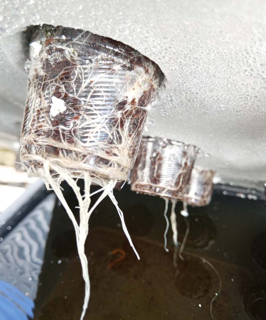 White roots growing through recycled clear plastic cups used as net pots in a homemade hydroponic system.