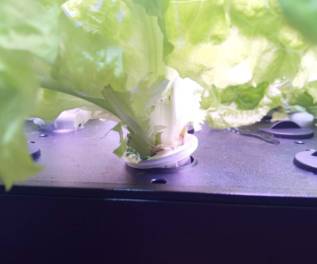 Large lettuce plant leaning inside a small iDOO net pot that offers limited stem support.