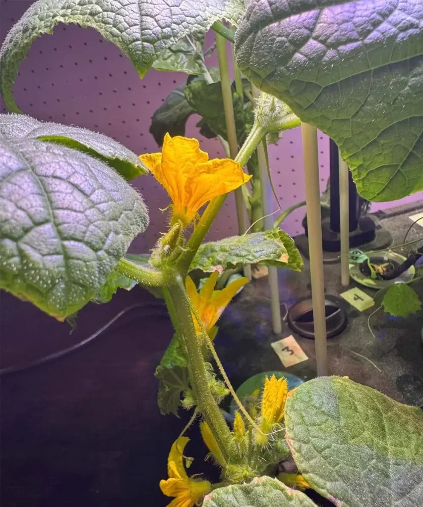 A close-up shot of a vibrant yellow cucumber flower blooming on a fuzzy green vine surrounded by large textured leaves in an indoor hydroponic garden setup.