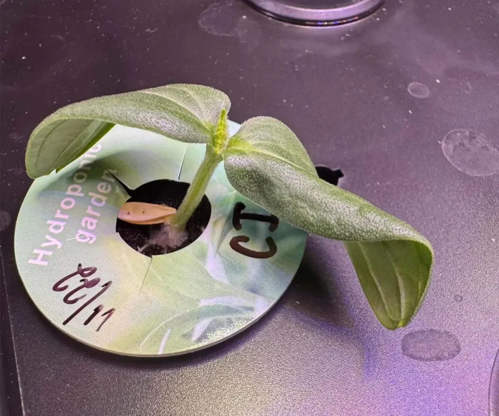 Close-up of a young green cucumber seedling sprouting out of a round green hydroponic garden pod label on a black countertop grow system deck.