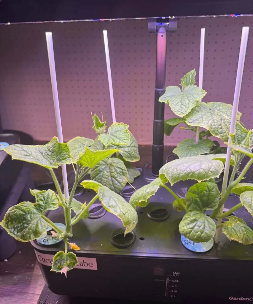 Several young, vibrant green hydroponic cucumber plants with large, textured leaves growing out of a black countertop Garden Cube system with vertical white support rods under an overhead grow light.