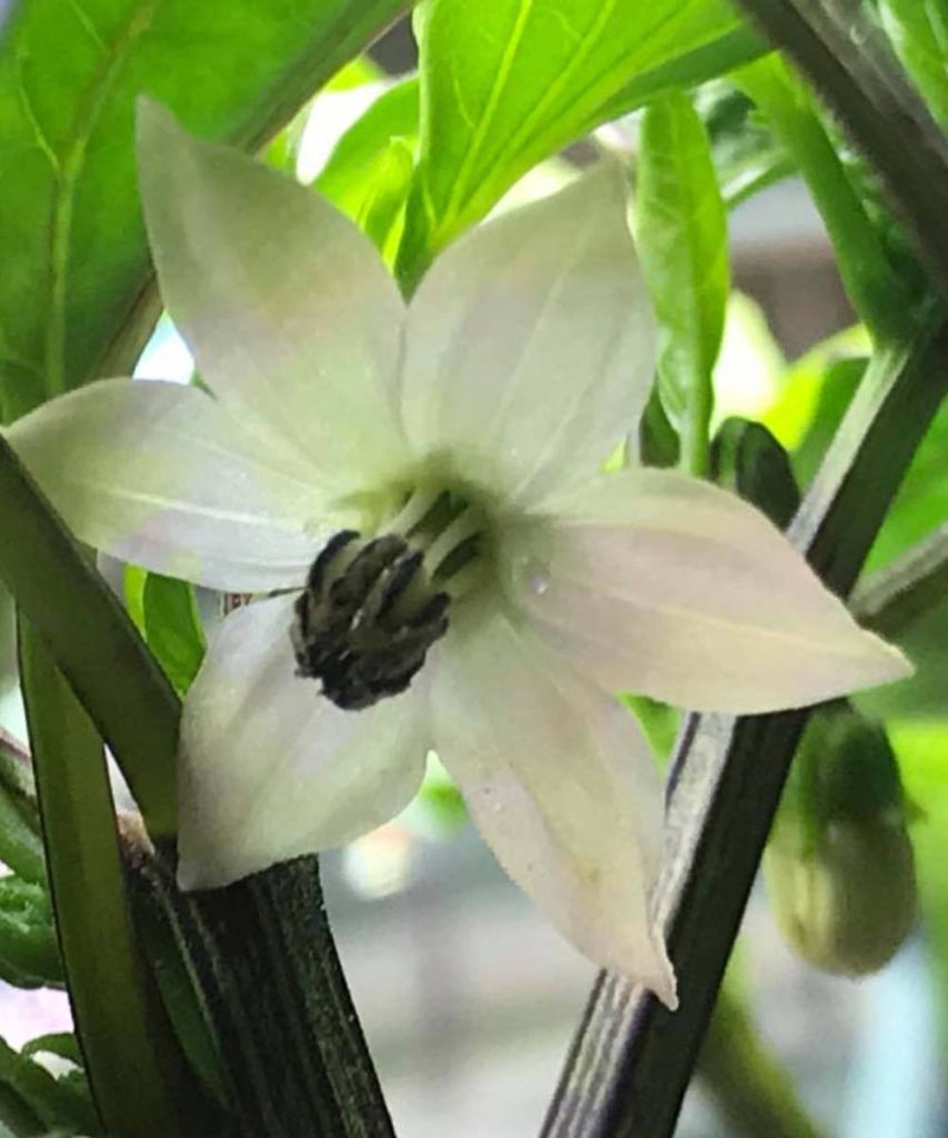 On the 57th day, the jalapeño began to bloom