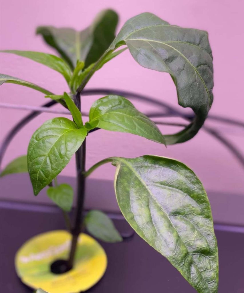 A close-up shot of a young, healthy jalapeño pepper plant growing from a pod in an AeroGarden Farm 24XL deck.
