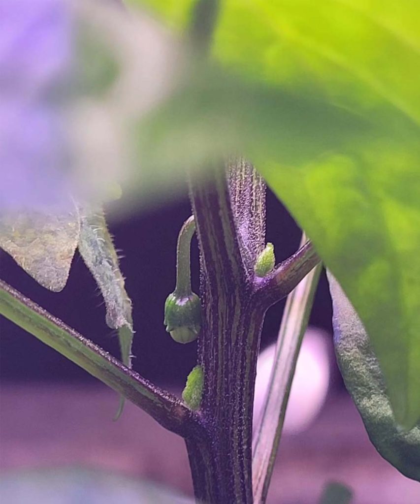 On the 79th day, the first fruit appeared