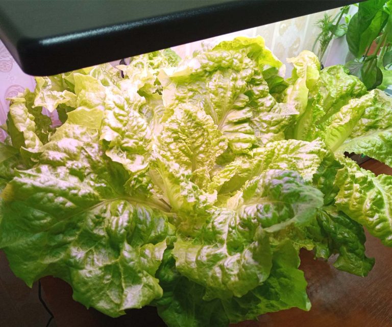 Fresh Greens in 30 Days: The Ultimate iDOO Lettuce Guide