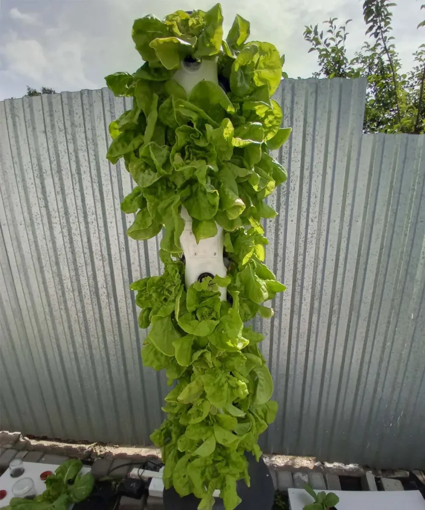 DIY outdoor hydroponic tower densely planted with mature leafy greens growing vertically in multiple planting pockets.