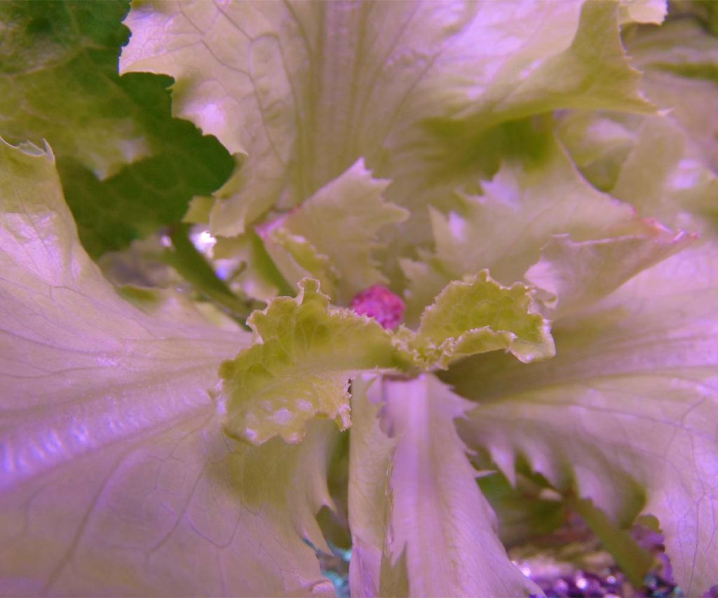 New lettuce leaves growing from the center after harvesting.