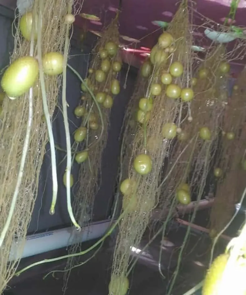 Potatoes growing in a hydroponic system, with numerous tubers forming among dense hanging roots inside a controlled indoor growing environment.