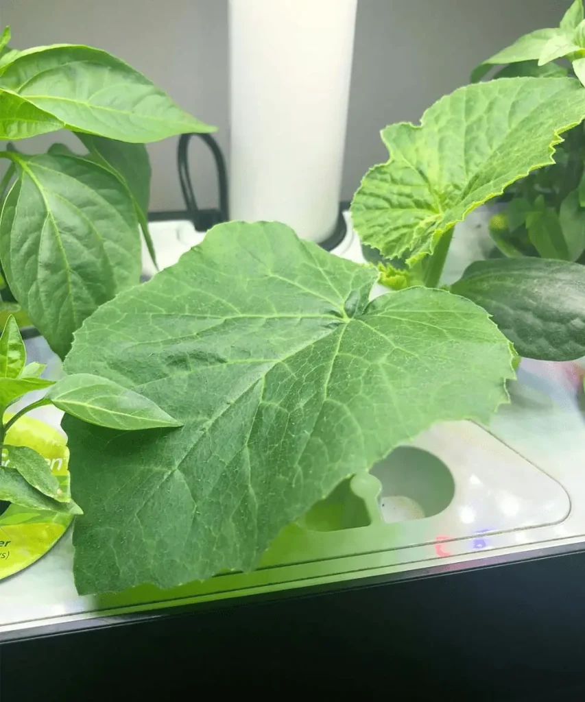 Young pumpkin plant growing in an AeroGarden Harvest hydroponic system, showing large leaves and early vine development under LED grow lights.