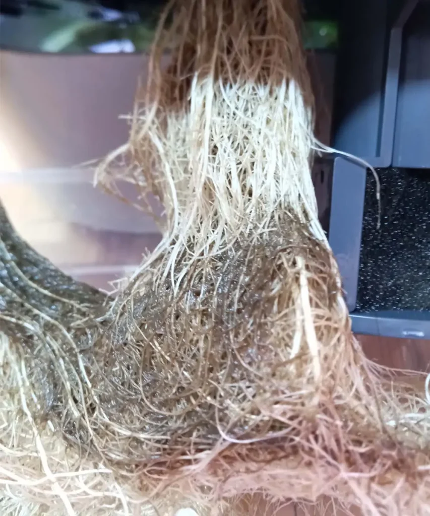 Brown, slimy basil roots affected by root rot caused by insufficient aeration in a hydroponic system.