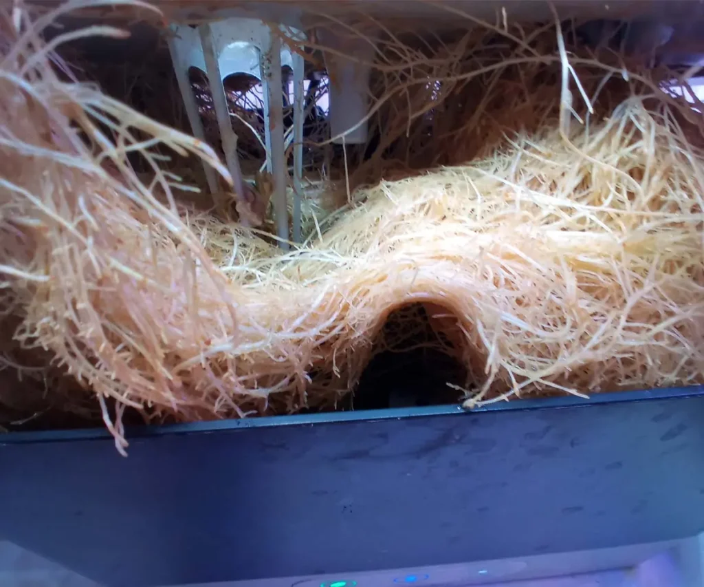Dense mass of parsley roots filling nearly the entire reservoir of a small indoor hydroponic system, leaving very little open water space.