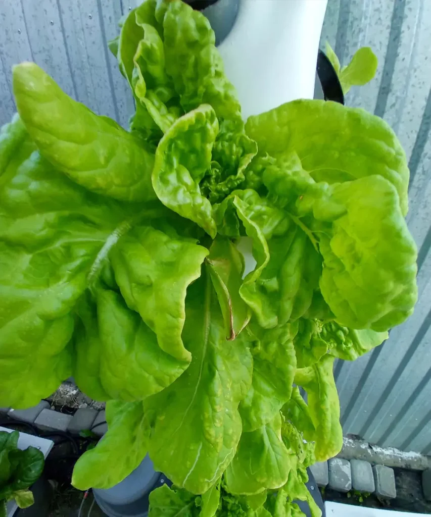 Large, dense head of bright green lettuce full of ruffled leaves growing out of a white vertical hydroponic tower on day 31.