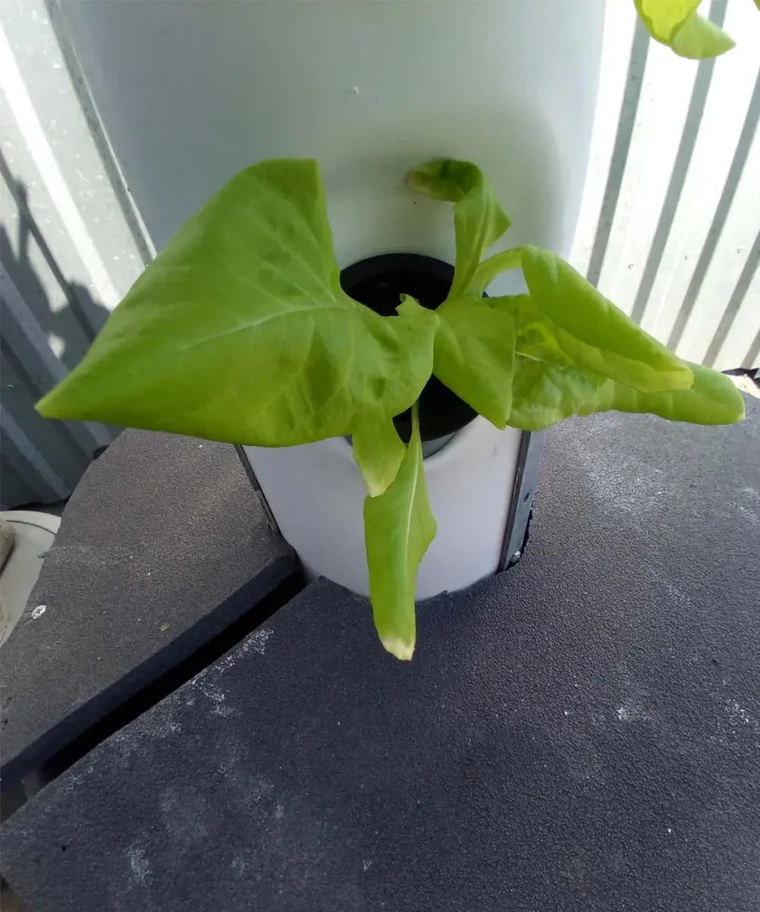 Vibrant green lettuce plant growing out of a net cup in a white vertical hydroponic tower system at day 23 of growth.