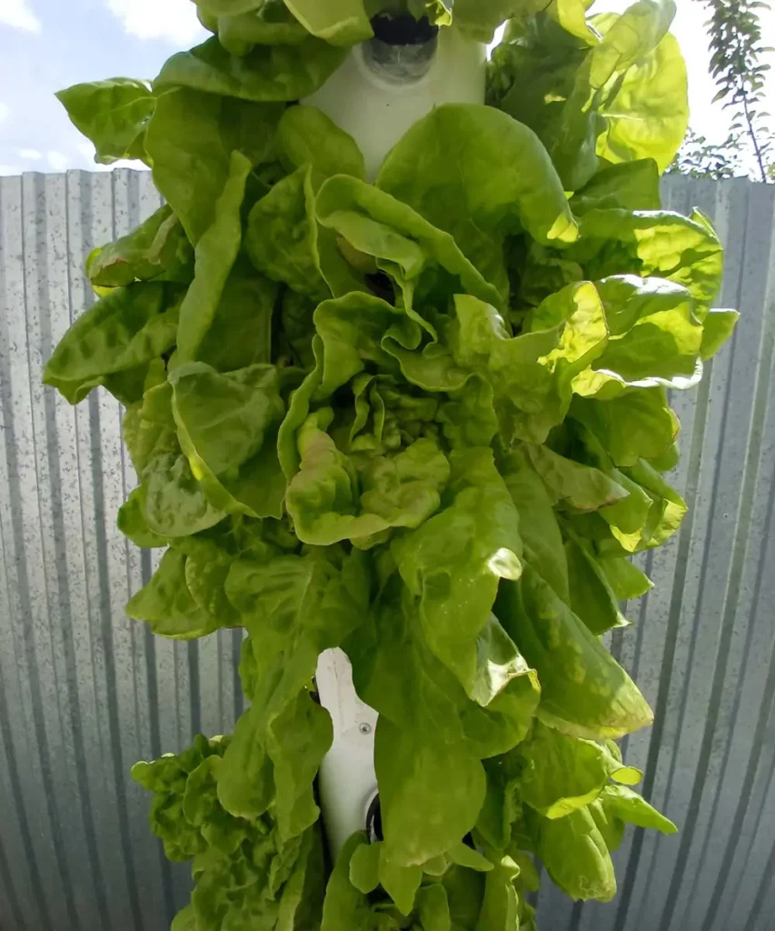 Fully mature, dense head of bright green lettuce overflowing from a vertical hydroponic garden tower on day 37, ready for harvest.