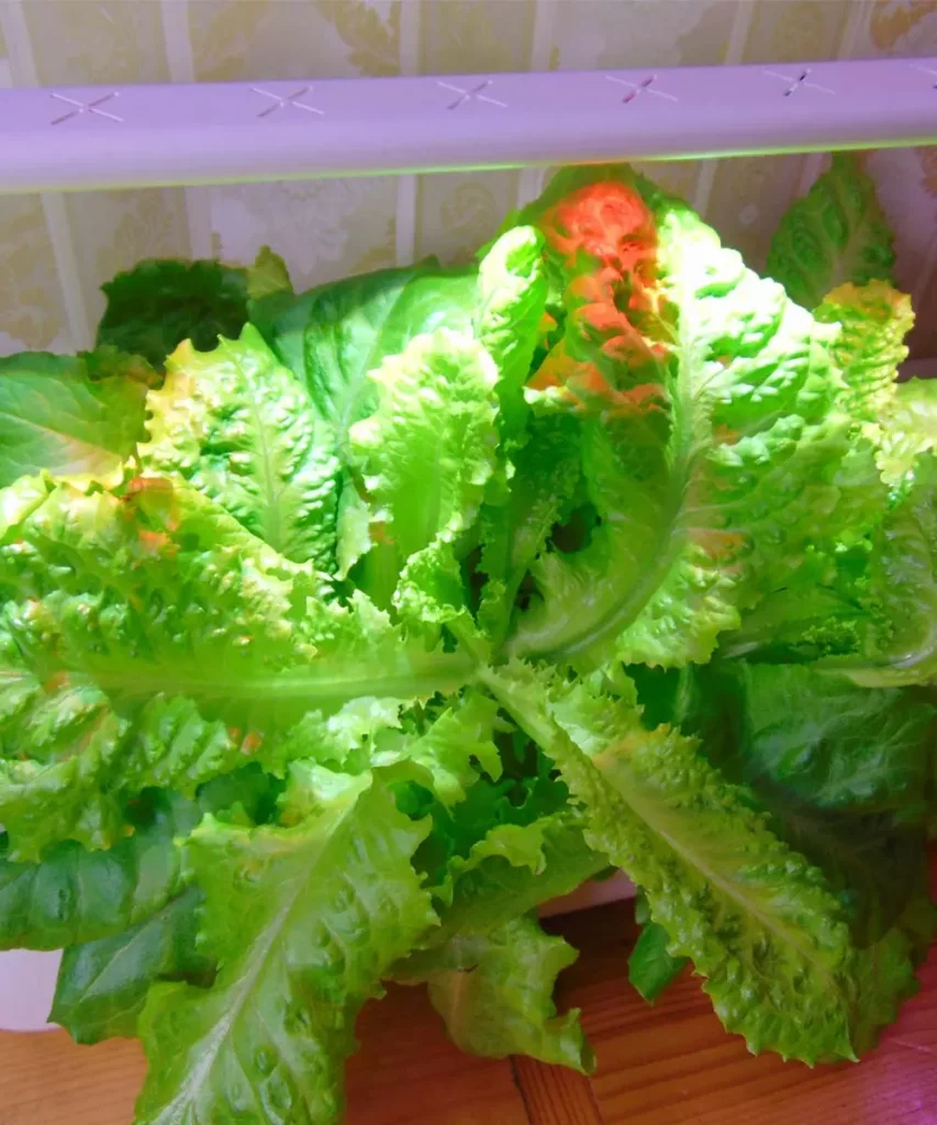 Hydroponic lettuce with elongated, upright leaves caused by insufficient light intensity, resulting in stretched growth and a loose head.