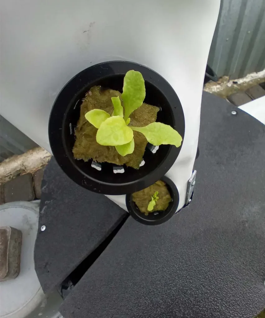 Top-down view of a hydroponic vertical tower system featuring a lettuce plant seedling rooted in rockwool substrate within a round net cup.