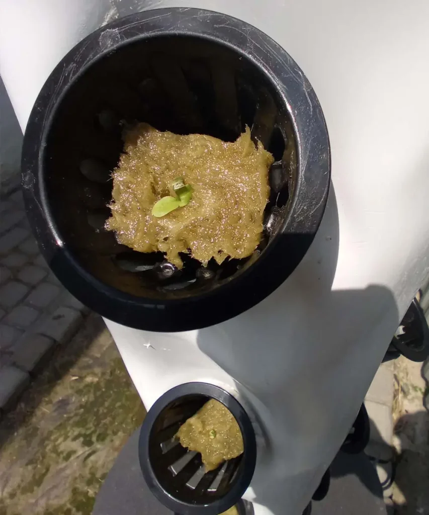 Close-up of a small seedling sprouting from a moist rockwool cube in a black net pot on a vertical hydroponic tower.