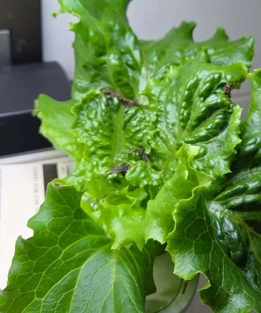 Lettuce leaves with black tip burn caused by calcium deficiency resulting from poor transpiration in a hydroponic system.