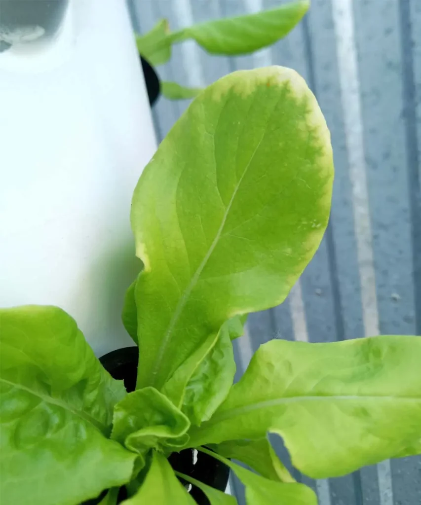 Lettuce leaf with yellowing along the edges caused by excessive nutrient concentration in a hydroponic system.