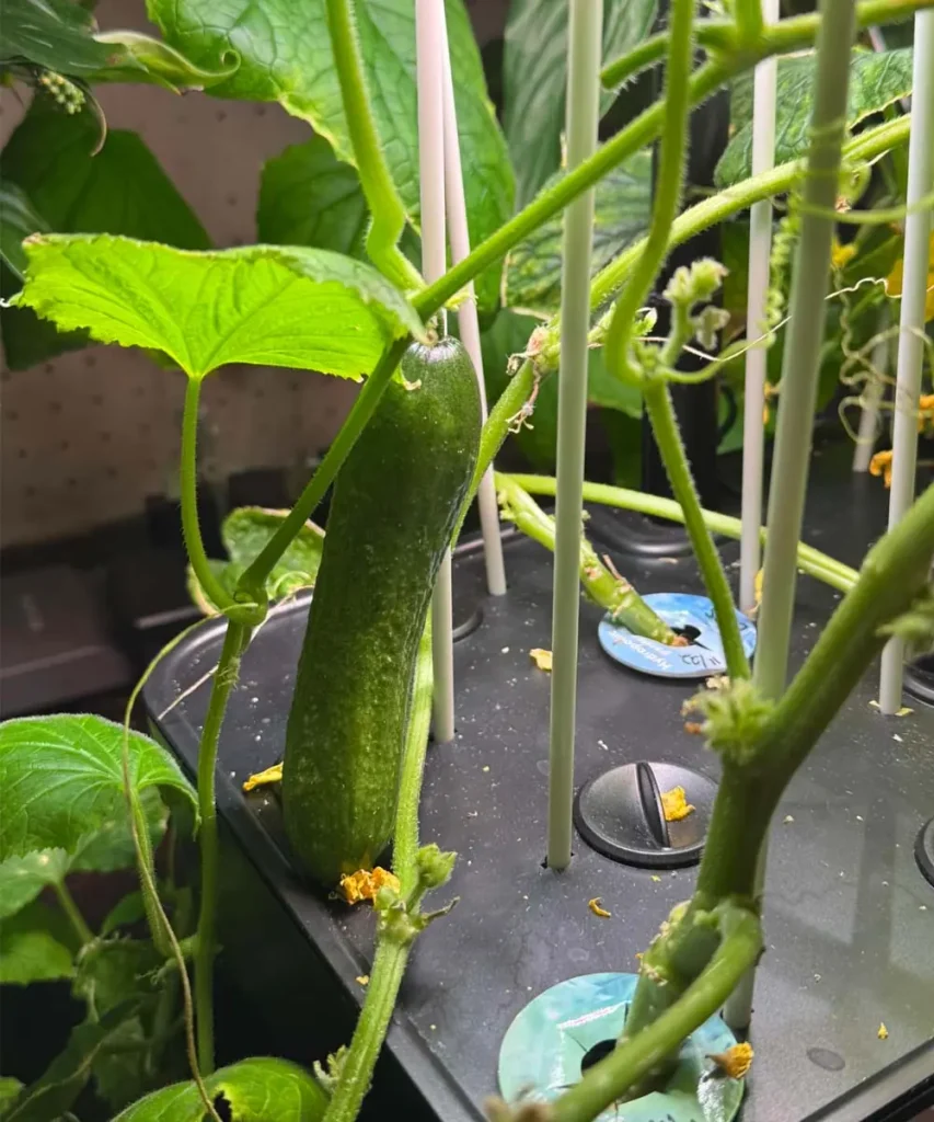 A ripe, dark green Iznik cocktail cucumber hanging vertically from its vine in an indoor hydroponic growing system supported by thin white trellis stakes.