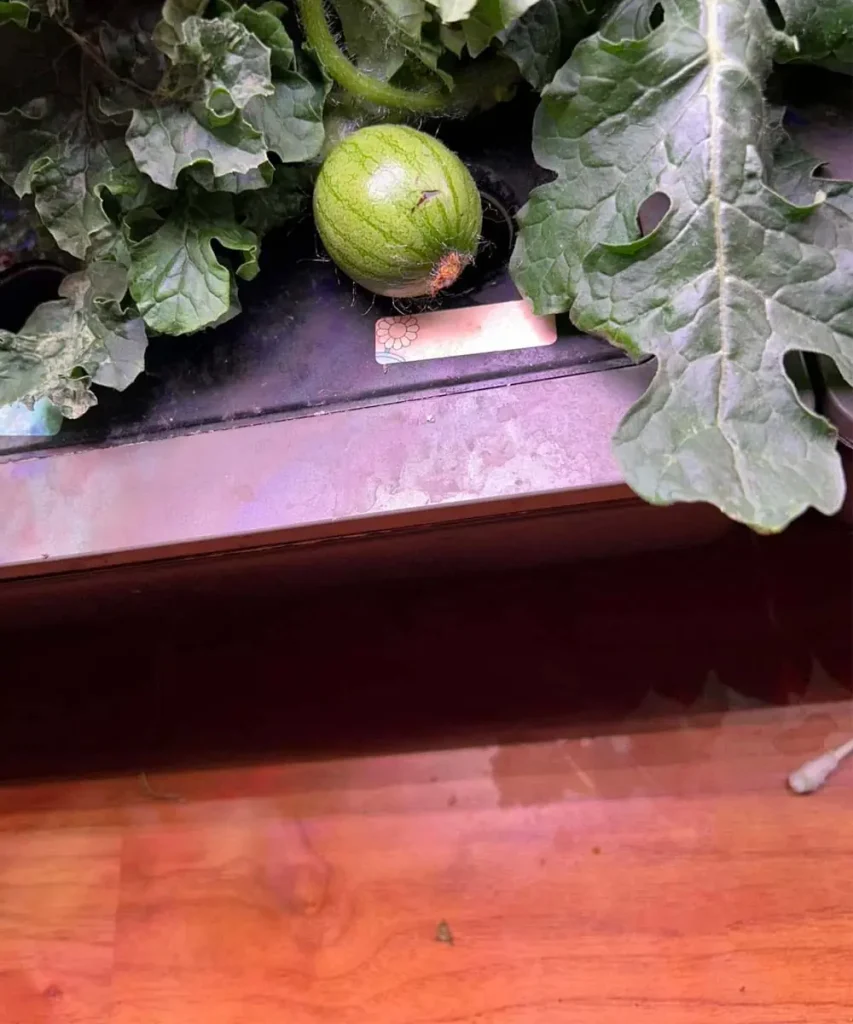 Young watermelon fruit developing in an indoor hydroponic system, surrounded by large green leaves in an AeroGarden Farm 24XL.