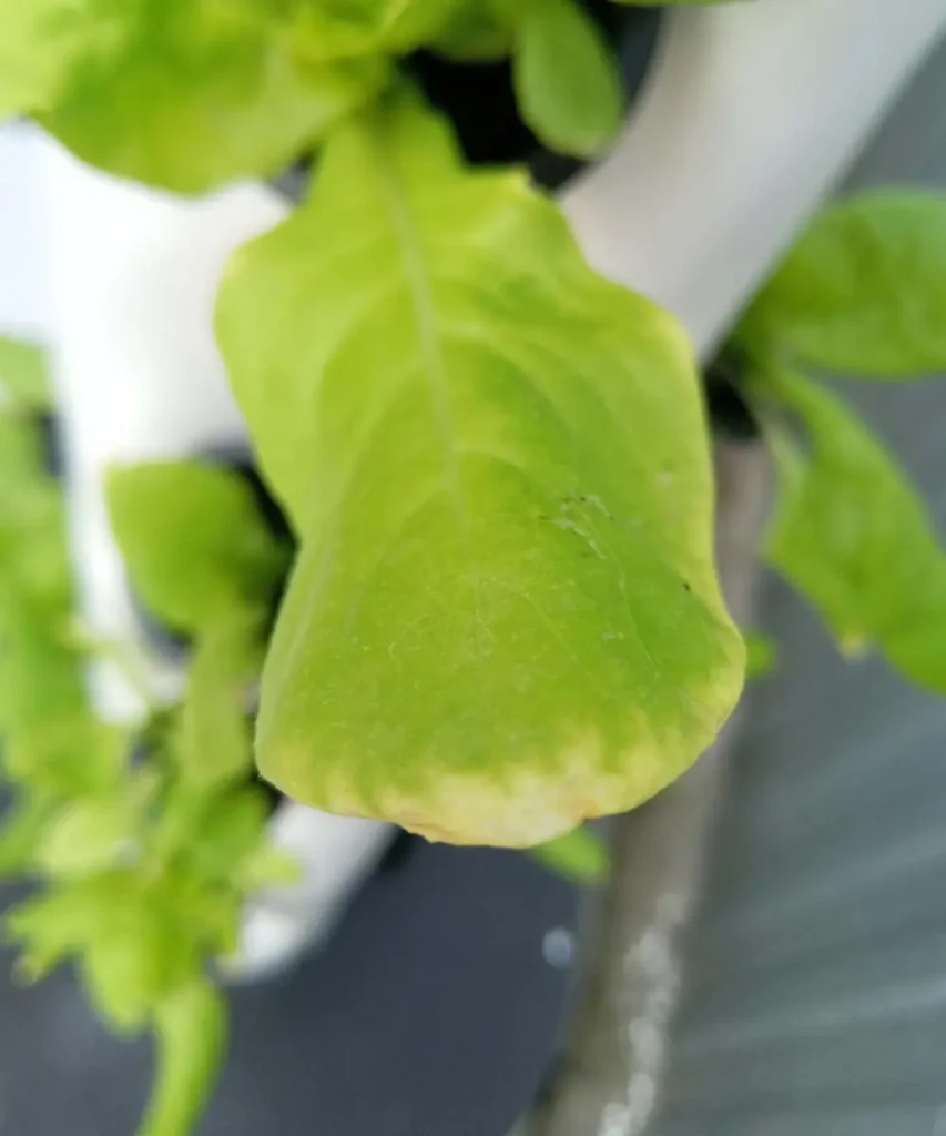 Close-up of a light green hydroponic lettuce leaf showing visible yellowing and chlorosis along the outer margins and tip.
